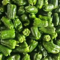 天镇龙龙菜站太空椒量大品优，产地直发