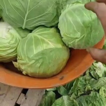玉田甘蓝养殖场货大量供应