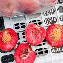 胭脂红桃苗