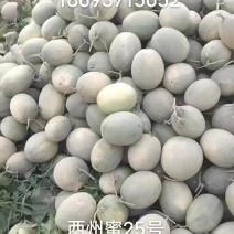 精品哈密瓜晓蜜25号大量有货货源充足价格合理