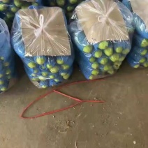 小葫芦