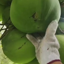 椰子