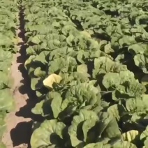 大白菜