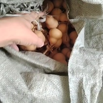 小美葫芦皮色干净