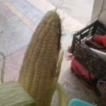 糯白玉米