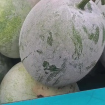 北京33白皮冬瓜上市