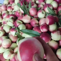 珍珠枣油桃