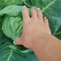 精品圆白菜煊菜，单颗2斤左右，无虫眼、无病害！预估5万斤