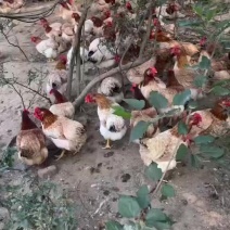 正宗走地文昌鸡项