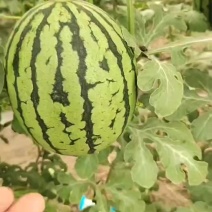 小糖丸西瓜包质包量一级验瓜师长年供应全国各地