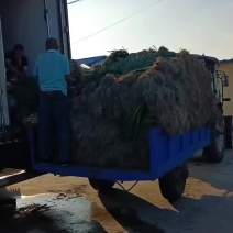 一点红蒜苗大量上市了，欢迎全国各地的新老客户前来洽谈选购