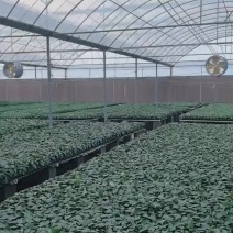 番茄种苗