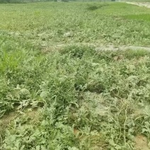 绵阳本地露地美都西瓜