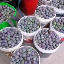蜂糖李。半边红