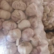 山东新蒜26紫皮大蒜全国发货对接电商市场商超