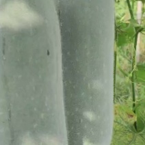 小米冬瓜