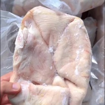 母猪一级大肚单包8-10个全国发货期待与你的合作