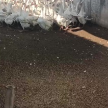 除草神器便宜给钱就卖，100多只