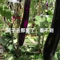 茄子一手货源看上的来电话
