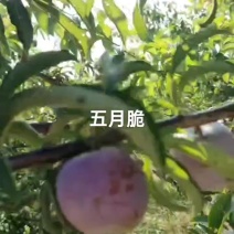 五月脆已大上市，口感好，脆脆甜甜