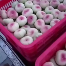 蟠桃大量上市