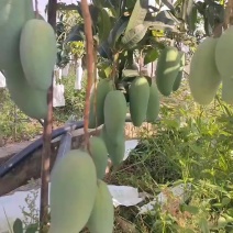 攀枝花大青芒金煌产地一手货源对接批发商电商商超