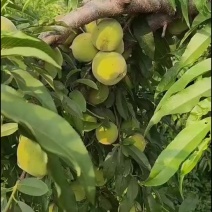 83黄桃