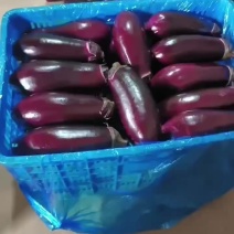 精品大红袍茄子大量上市