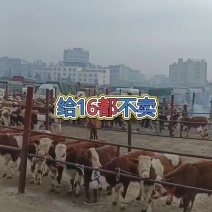 牛犊