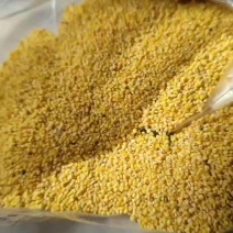 沁州黄碎小米