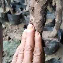 盆栽葡萄树