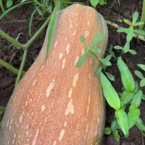 蜜本南瓜40亩