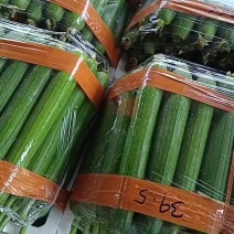 基地精品油皮丝瓜批量供货，新鲜现货，货源充足稳定量大从优
