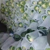 牛心菜