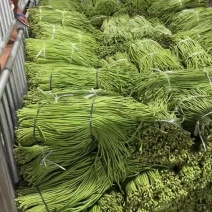 长青豆长豇豆，60~70公分精品新苗冬季大棚新苗货