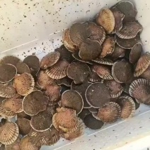 虾夷扇贝