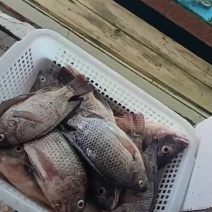罗非鱼
