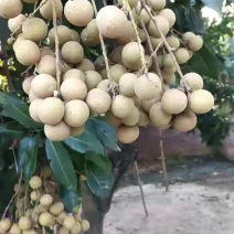 石硖龙眼大量上市