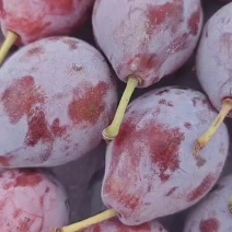 新疆法兰西西梅
