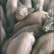 黑猪苗