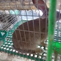 种兔养殖场