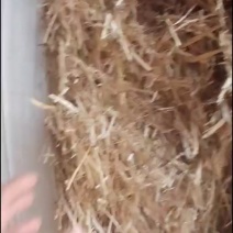 小麦秸秆大白包