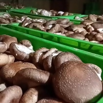 精品大片香菇产地直发品质优秀欢迎老板咨询