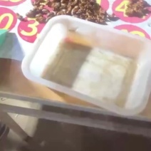 新鲜金蝉银蝉