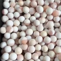 黄沙一代二代，受精甲鱼蛋可孵化，孵化率高