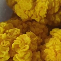 食用金耳菌菌菇，现货现发，稳定供应