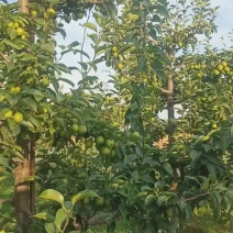 新梨七号酥梨