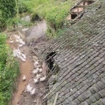 土鹅