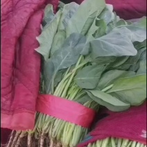 菠菜