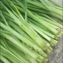 大叶韭菜